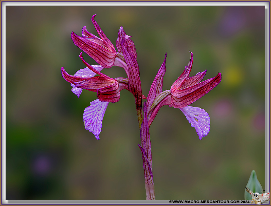 Orchis Papillon